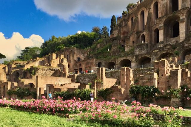Roses growning in the Palatine Hill ruins